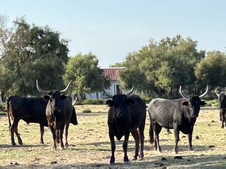 La visite de la manade Allard