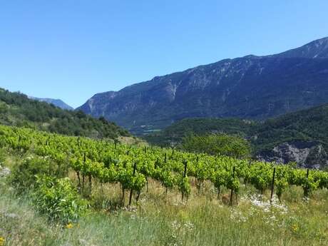 Sentier des Vignes