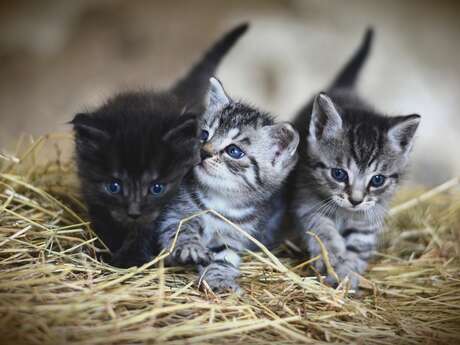 Association des Chats Libres de Ramatuelle