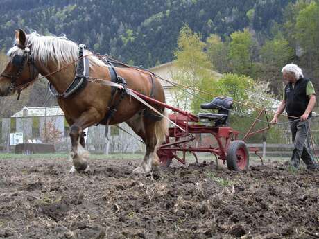 Démonstration de traction animale, buttage de pommes de terres avec Equi'Grimpe