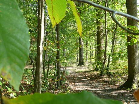 Découverte de la forêt de Marly, le val de Crüye