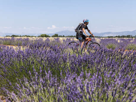 Site VTT FFC - Provence Verdon - Circuit 38 - Bleu - Valensole