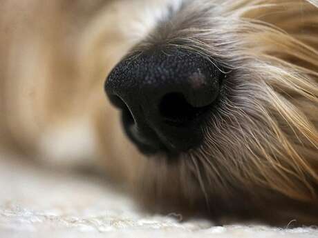 Conférence - Presbyosmie : Comprendre et agir face à la diminution de l'odorat avec l'âge