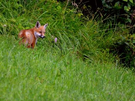 Mountain activity for children 4-7 yo: Fox Detective