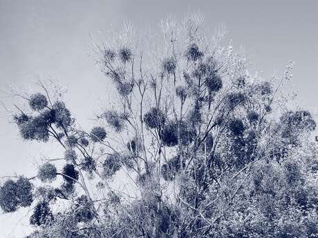 Stage de Cyanotype
