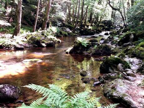 Enforestez-vous dans les Gorges du Lignon