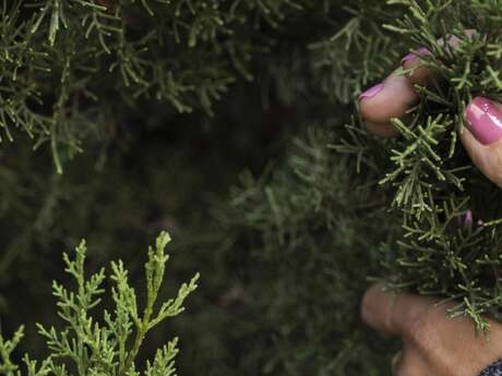 Merveilleux Noël des 4 saisons à Menton - Vente de sapins