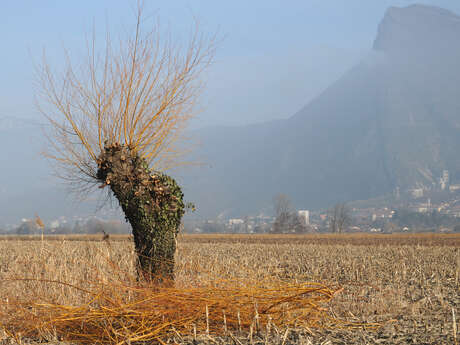 Inventaire participatif des arbres remarquables - Montbonnot-Saint-Martin