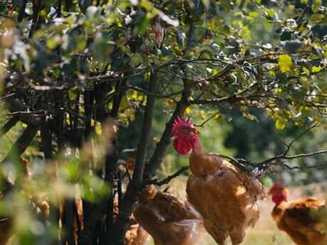 Vente de volailles élevées en plein air à la ferme de la Renounière