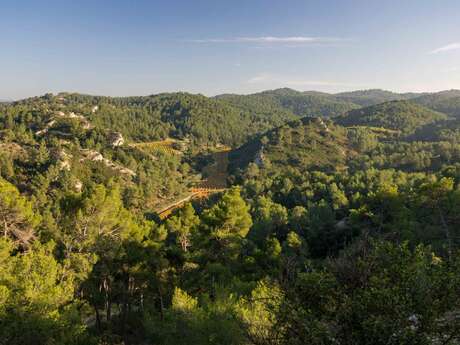 SAINT ETIENNE DU GRES - La grande pinède des Alpilles