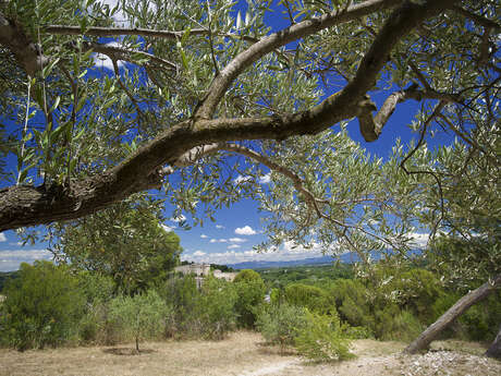 Yoga sur la colline des Mourgues