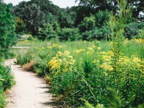Curious Walk: Discover Medicinal Plants