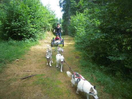 A la découverte du monde des chiens polaires