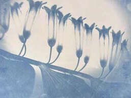 La vie en Bleu - Exposition