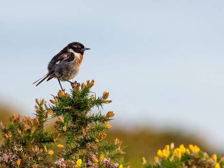 Conférence : les oiseaux, bio-indicateurs de notre environnement