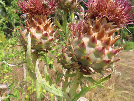 La vision - Rendez-vous aux Jardins