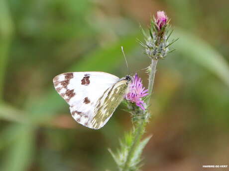Sortie naturaliste Colinéo : à la découverte du cortège de papillons de jour précoces !