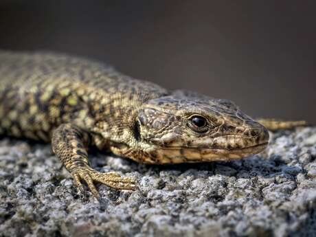 À la découverte des reptiles