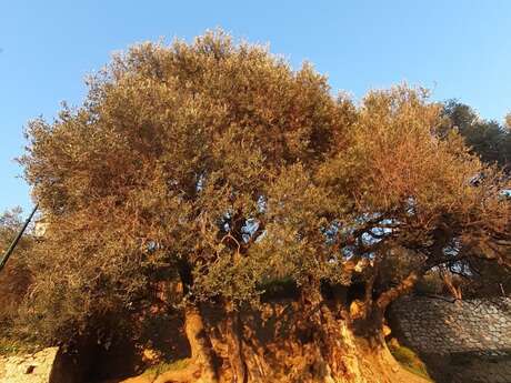 92nd Fête du Citron® - Guided tour: From castle to olive tree