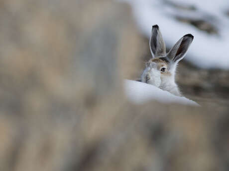Conférence Faune et flore Ubaye