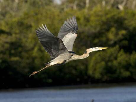 Kites and other marsh birds