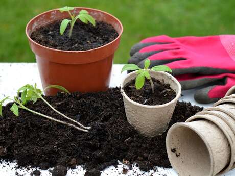 Plant swap