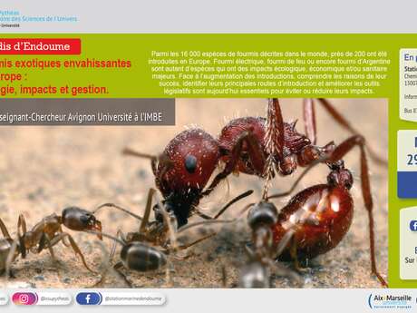 Fourmis exotiques envahissantes en Europe : écologie, impacts et gestion