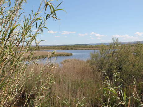 Randonnée commentée : La petite Camargue marignanaise