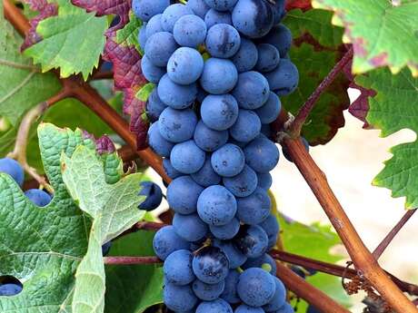 Fest der Reben und des Weins im Cellier des Princes