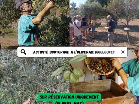 Atelier bouturage d'olivier