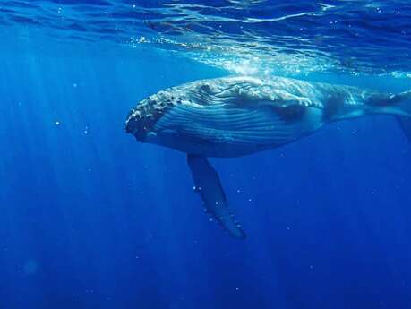 Kaoriki Tours - Sortie Baleines