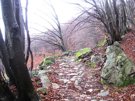 Parcours VTT les deux forêts