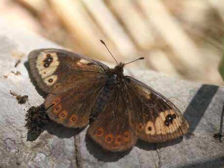 Inventaire des papillons de jour – Prospection du Moiré provençal