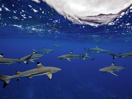 Ninamu Oceanic Tour - Sorties Baleines