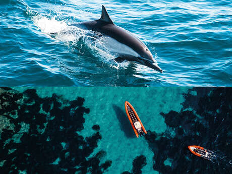 Sea Adventure