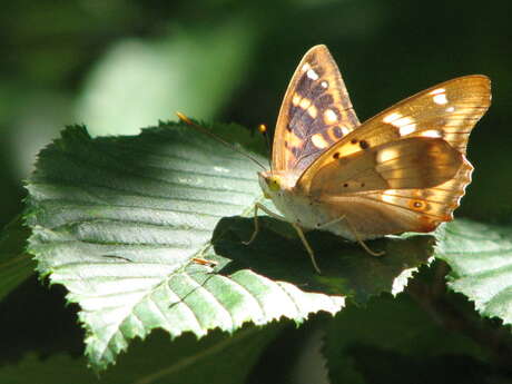 Minute Papillon !