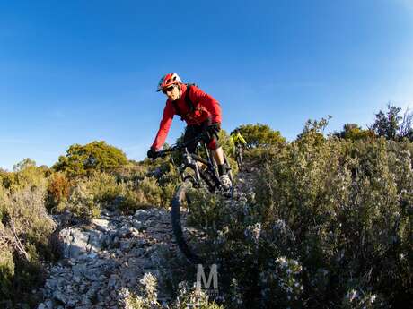 MTB no.35 - Cedar forest and Philippe Tower