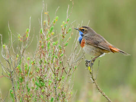 Le printemps des Gorgebleues