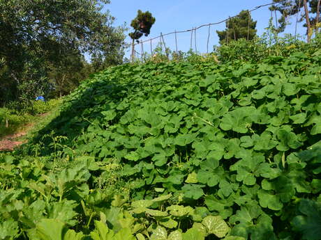 Fan de Légumes