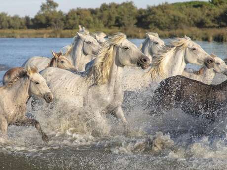 Excursion en bus pour le Pèlerinage des Gitans