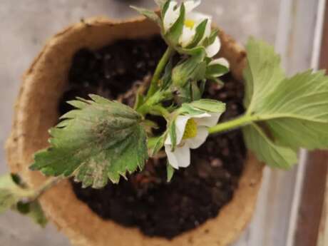 Atelier - Jardinage & animaux à la Ferme Ouverte de Saint-Denis