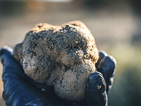 La Truffe de Soulière