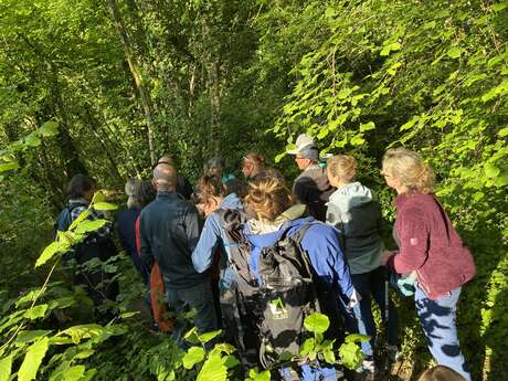 Sortie nature "Mystères des forêts au bord de l'eau"