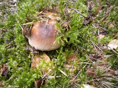Journée Champignons