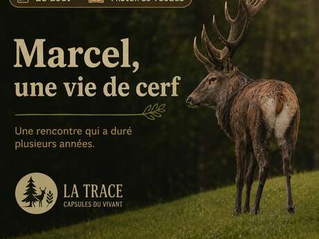 CAPSULES DU VIVANT •Marcel, l'histoire d'un cerf