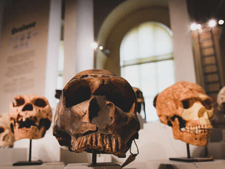 Stand : À la rencontre des Hominines