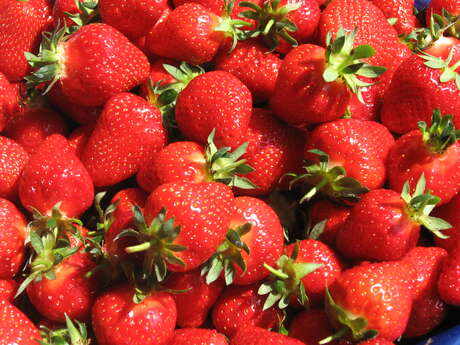 Paus'Art : Autour de la fraise de Carpentras