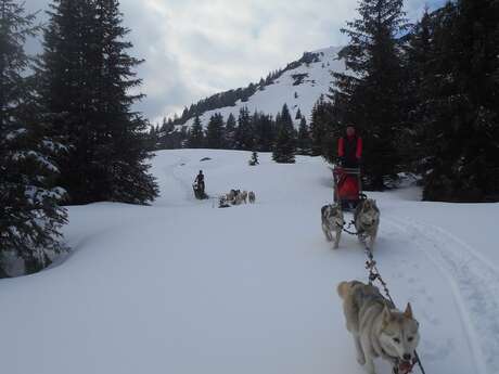 Mushing dans la vallée du Haut Bréda et au Pleynet