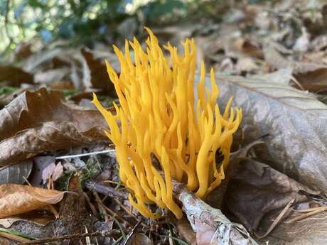 Etonnant voyage chez les champignons  | CBN