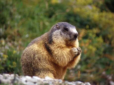 Randonnée marmottes - Carole Gauthier